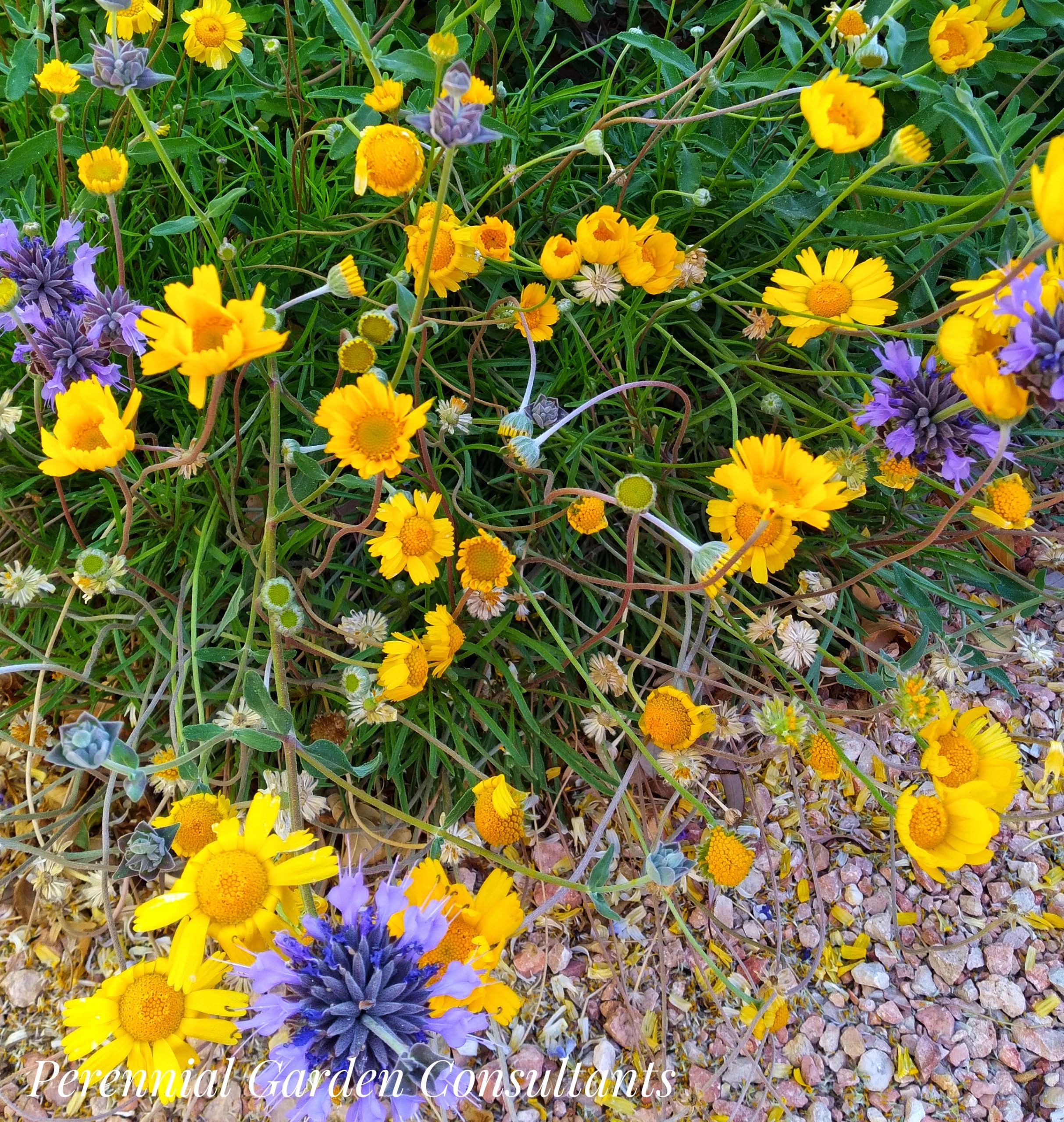 The Best Plants for Las Vegas